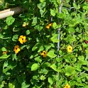 Thunbergia alata 'Super Star'